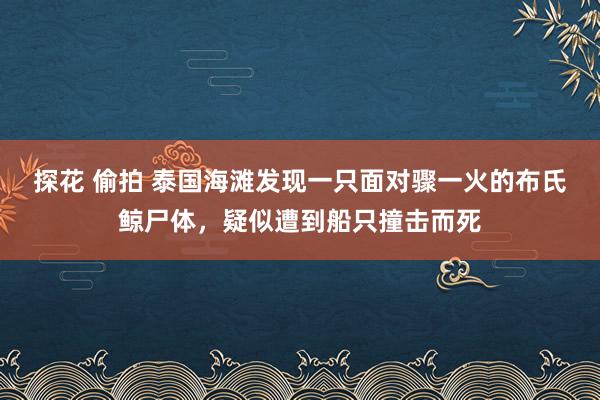 探花 偷拍 泰国海滩发现一只面对骤一火的布氏鲸尸体，疑似遭到船只撞击而死